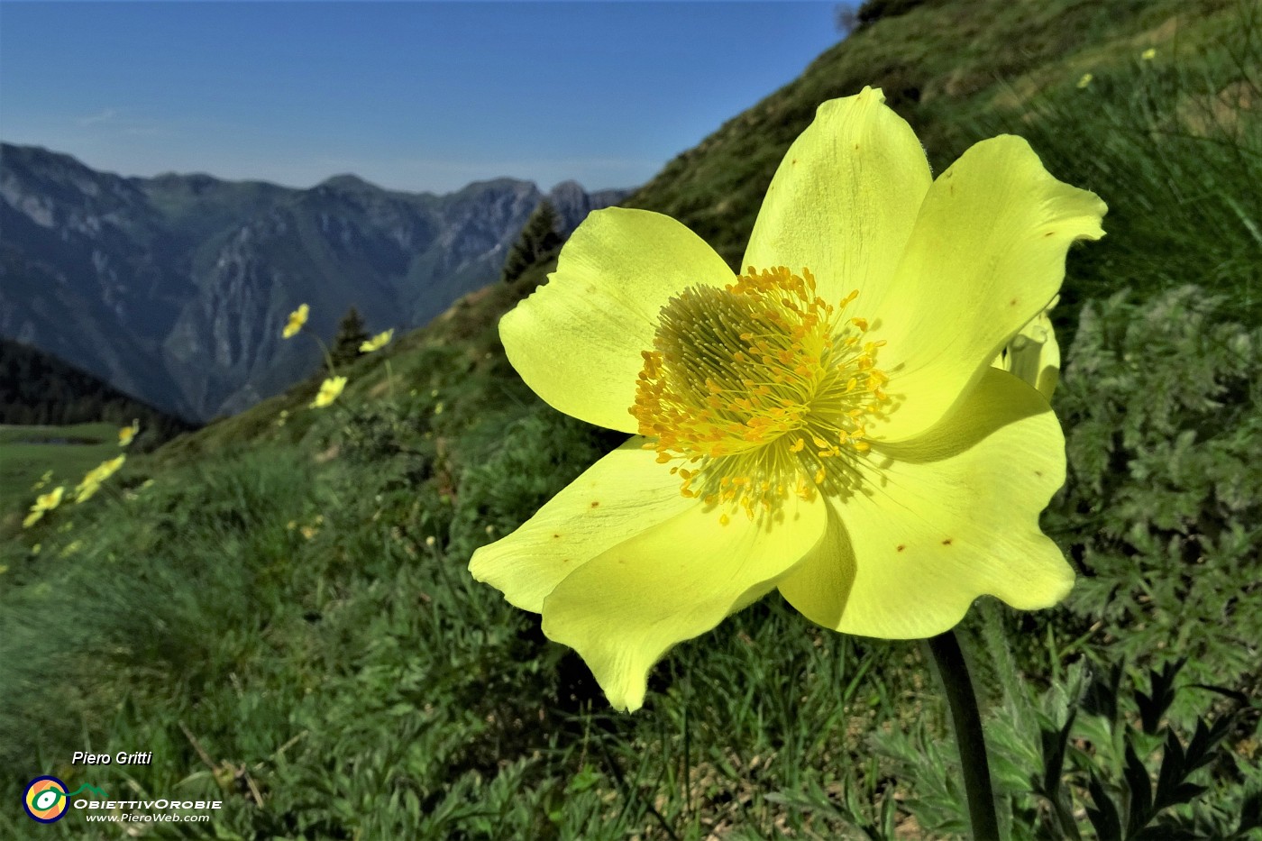 18 Giallo splendente della pulsatilla alpina sulfurea.JPG